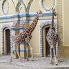 berlinzoo21